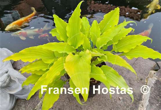 Hosta Tequila Sunrise